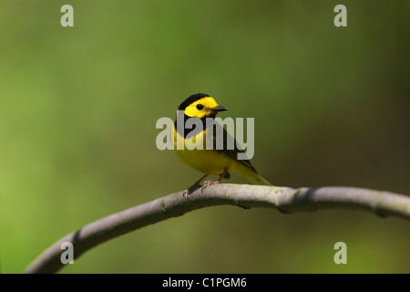 Einen erwachsenen männlichen Hooded Warbler (Wilsonia Citrina) in der Zucht Gefieder thront auf einem Ast im New Yorker Central Park. Stockfoto