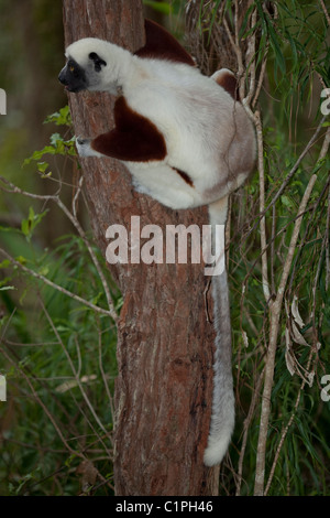 Coquerel Sifaka (Propithecus Verreauxi Coquereli). Nord-West-Madagaskar. Stockfoto