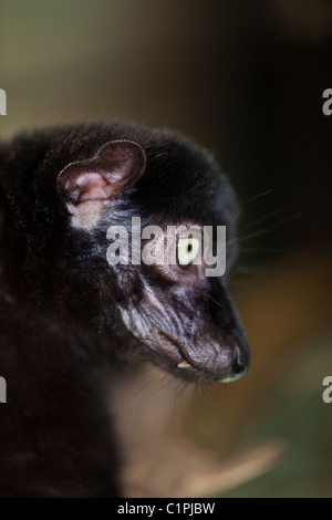 Blauäugige Black Lemur (Eulemur Macaco Flavifrons). Männlich. Außer den Menschen ist dies nur blauäugige Primas. Stockfoto