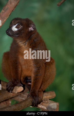 Rotbauch-Lemur (Eulemur Rubriventer). Männlich. Primären und sekundären östlichen Regenwald. Madagaskar. Gefangene Tier. Stockfoto