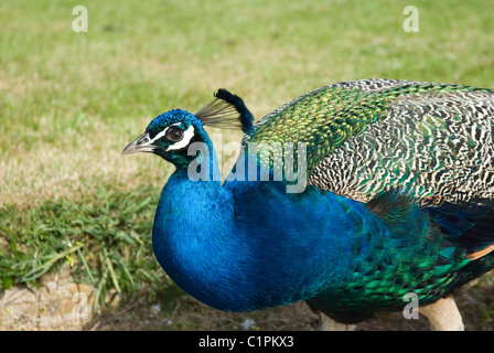 England, Suffolk, Long Melford, Kentwell Hall, indischen Pfauen (Pavo Cristatus) im Garten Stockfoto