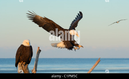 Drei Weißkopf-Seeadler. Einer Sitzung auf einem Baumstamm, ein kommen fliegen in und ein fliegen im Hintergrund. Kachemak Bay, Homer, Alaska Stockfoto
