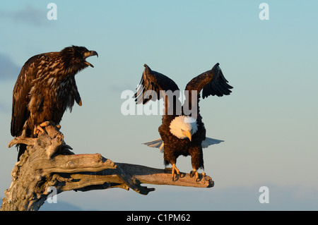 wo Weißkopf-Seeadler. Eine ältere und ein Jugendlicher an einem Baumstamm am Strand der Kachemak Bay. Homer Spit, in der Nähe von Homer in Alaska Stockfoto