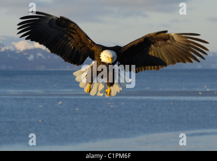 Weißkopf-Seeadler kommen am Strand von der Kachemak Bay bei Homer Spit in der Nähe von Homer in Alaska fliegen Stockfoto