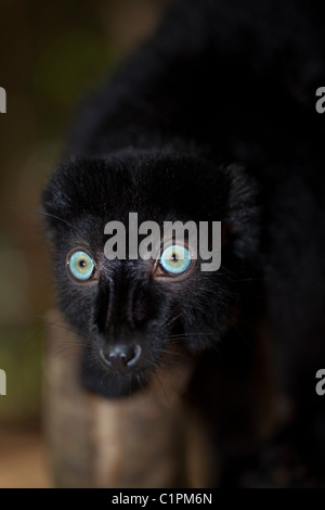 Blauäugige Black Lemur (Eulemur Macaco Flavifrons). Männlich. Außer den Menschen ist dies nur blauäugige Primas. Stockfoto