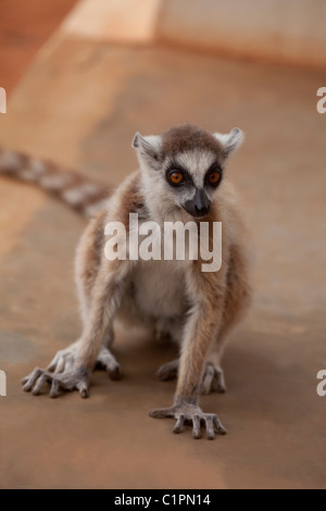 Ring-tailed Lemur (Lemur catta). Zahm aber wildes Tier an Besucher. NB ausgedehnten Ziffern ermöglicht klettern. Berenty, Süden Madagaskars. Stockfoto