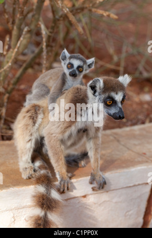 Ring-tailed Lemur (Lemur catta). Weiblich und Jung. Fell Pelz in Zustand, stressigen Zeit während der Aufzucht. Berenty, Süden Madagaskars. November. Stockfoto