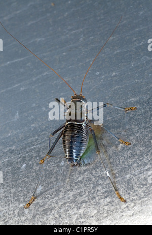 gepanzerten Boden Kricket, Bradyporidae Familie, botswana Stockfoto