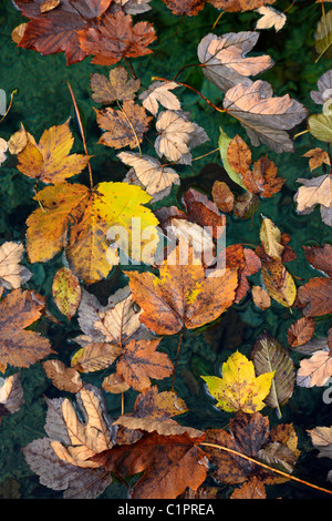 Blätter auf dem Wasser im Herbst Stockfoto