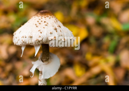 Wald-Pilz in Moos nach großen langjährigen Regen Stockfoto