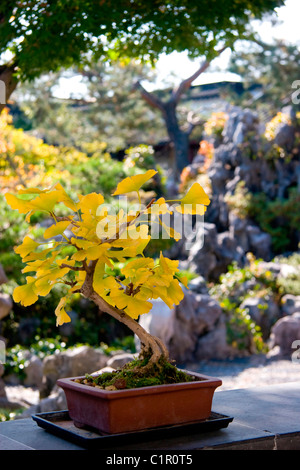 Bonsai-Ginkgo-Baum im chinesischen Garten, Dr. Sun Yat-Sen Gardens, Vancouver Chinatown Stockfoto