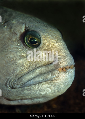 Atlantic Katfisch, Atlantic Wels, Seawolf, Ozean-Wels, Teufel Fisch, wolf, Aal oder Wels (Anarhichas Lupus) Stockfoto