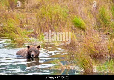 Grizzly Bear schwimmen, Ursus Arctos Horriblis Brooks River, Katmai Nationalpark, Alaska, USA Stockfoto