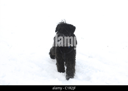 Schwarzen männlichen Miniatur Schnauser spielen im Schnee im Park im Winter Stockfoto