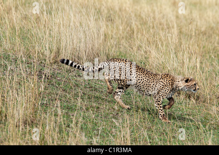 Gepard läuft nach Beute, Acinonyx Jubatus, Masai Mara National Reserve, Kenia, Afrika Stockfoto