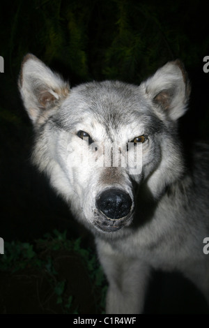 Gefüllte Präparatoren Wolf Canis lupus Stockfoto