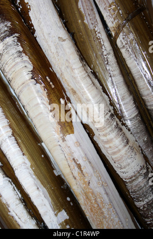 Pod Rasierer Muscheln Ensis siliqua Stockfoto