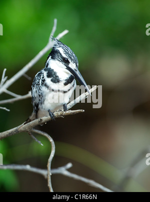 Pied Kingfisher (Ceryle Rudis) Saadani Tansania Stockfoto