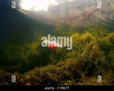 Lion es Mane Jellyfish (Cyanea Capillata), Arktis, Russland, Karelien, weißes Meer Stockfoto