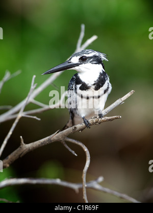 Pied Kingfisher (Ceryle Rudis) Saadani Tansania Stockfoto