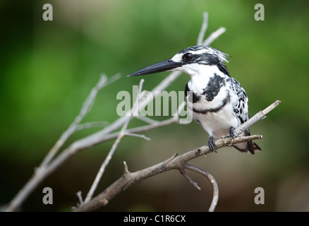 Pied Kingfisher (Ceryle Rudis) Saadani Tansania Stockfoto