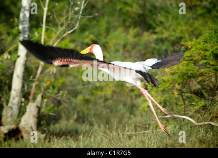 Gelb-billed Storch Mycteria Ibis Saadani Tansania Stockfoto