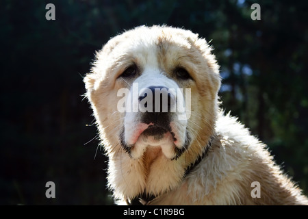 Junger Welpe Mittelasiatischer Schäferhund (Alabay) Porträt. Der Hund schaut auf die Kamera Stockfoto