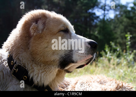 Zentralasiatischer Schäferhund Stockfoto