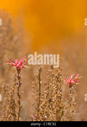 Zwei einsame Wildblumen wachsen in der Nähe von einem Hain von unscharfen gelbe Espen in Bishop Creek Canyon unterhalb South Lake, Kalifornien, USA. Stockfoto