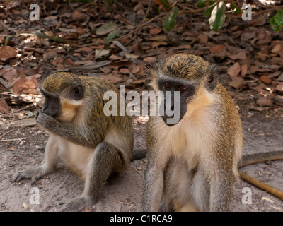 Zwei grüne samt Affen in der Monkey Sanctuary, Senagambia, Gambia Stockfoto