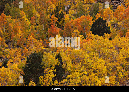Ein Hang ist lebendig mit Herbstfarben in der Ost-Sierras Rock Creek Canyon, Kalifornien, USA Stockfoto