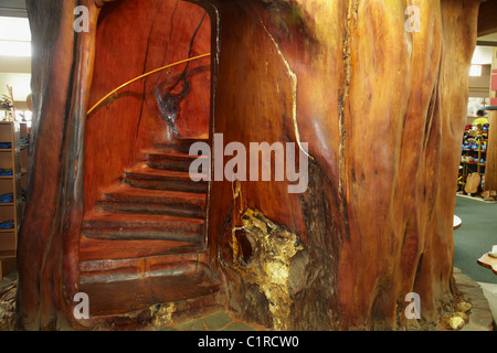 Treppe in riesigen Kauri Baum, alte Kauri Königreich, Awanui, in der Nähe von Far North, Northland, Kaitaia, Nordinsel, Neuseeland Stockfoto