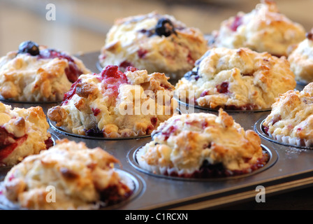 Frisch gebackene Muffins mit gemischten Beeren und weißer Schokolade Stockfoto