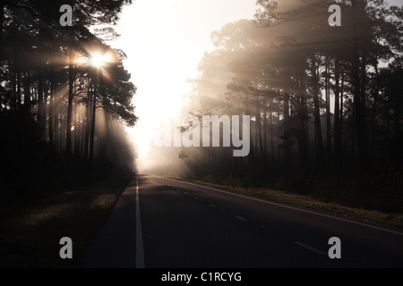 Am frühen Morgensonne bricht durch Nebel Highway 98, entlang der "vergessenen Küste" westlich von Apalachicola, Florida, USA Stockfoto