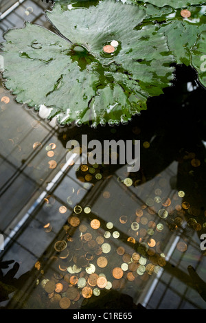 Wunschbrunnen / Teich in The Glasshouse, Wisley. Menschen gesunken Münze / Münzen / Geld / Bargeld ins Wasser machen wollen / Wünsche. Stockfoto