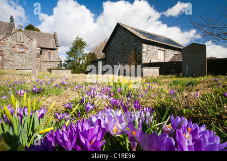 Elektrische Sonnenkollektoren auf Lowick Dorfhalle in South Cumbria mit wilder Krokus im Vordergrund. Stockfoto