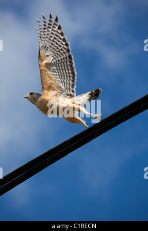 Ein Red shouldered Hawk nimmt Flug, Florida, USA. Stockfoto