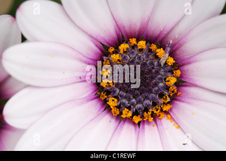 Detail einer blass rosa Aschenpflanze Blume Stockfoto