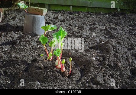 Einem umgedrehten Eimer als eine Cloche, Kraft-Rhabarber (Rheum X hybridum), UK im Spätwinter Stockfoto