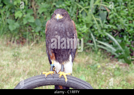 Raubvogel Stockfoto