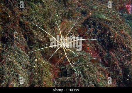 Sea Spider (Nymphon Longitarse), Arktis, Russland, Karelien, weißes Meer Stockfoto