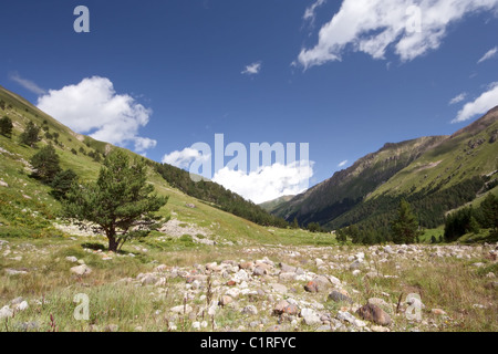 Einsamer Baum und Steinen gegen blauen Himmel mit Wolken im Bergtal. Kaukasus. Kabardino-Balkarien. Russland. Stockfoto