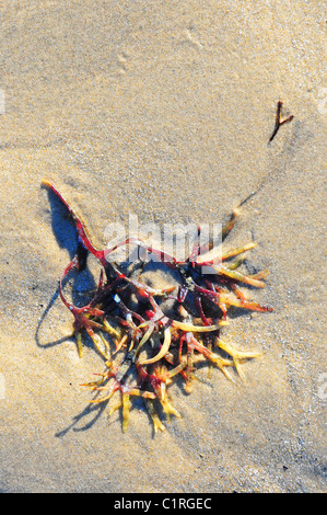 Climping Beach Stockfoto