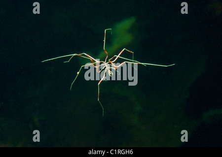 Sea Spider (Nymphon Longitarse), Arktis, Russland, Karelien, weißes Meer Stockfoto