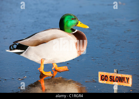 Eine männliche Stockente auf Eis Martin Mere Vogel behält sich in der Nähe von Ormskirk, Lancashire, UK. Stockfoto