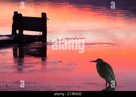 Waterhead in Ambleside am Lake Windermere, Lake District, UK, bei Sonnenuntergang mit Eis auf dem See mit einem Graureiher. Stockfoto