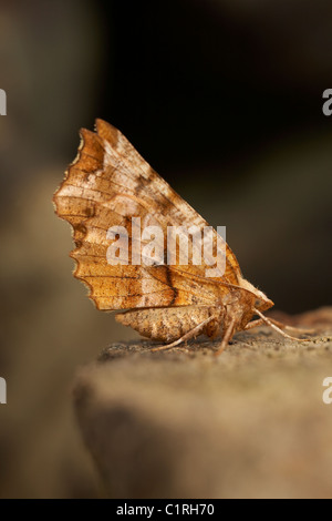 Frühe Thorn (Selenia Dentaria) Motte Stockfoto