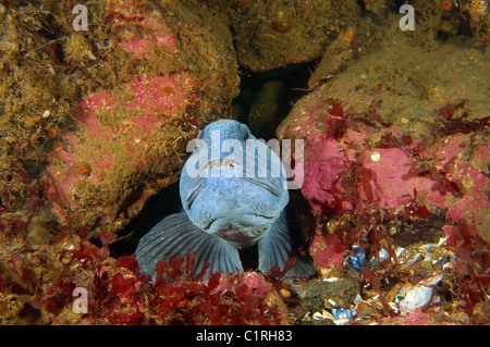 Atlantic Katfisch, Atlantic Wels, Seawolf, Ozean-Wels, Teufel Fisch, wolf, Aal oder Wels (Anarhichas Lupus) Stockfoto