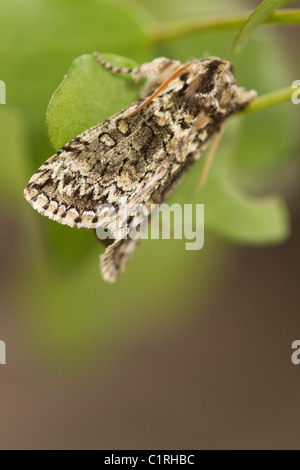 Matt Green (Polyploca ridens) Stockfoto