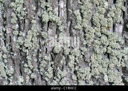 Grünes Moos auf Rinde Baum, Hintergrund Textur Stockfoto